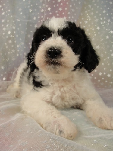 Male Cockapoo Puppy for Sale #21 Born August 10, 2011